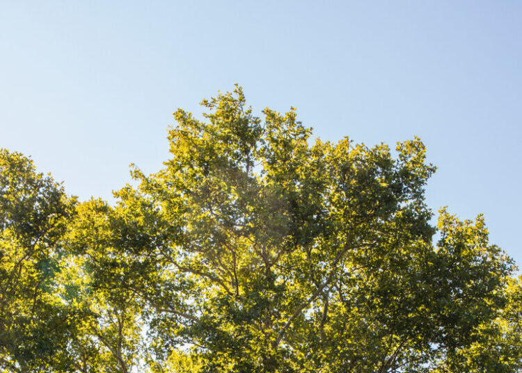 A Developer Wants to Knock Down a Big Tree. Neighbors Are Rebelling.