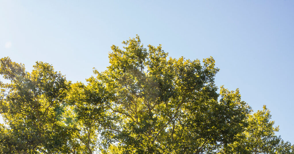 A Developer Wants to Knock Down a Big Tree. Neighbors Are Rebelling.