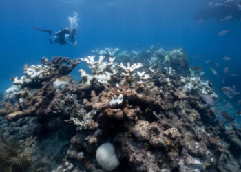 The World’s Coral Reefs Are Running Out of Time to Recover, Research Finds