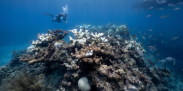 The World’s Coral Reefs Are Running Out of Time to Recover, Research Finds