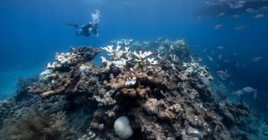 The World’s Coral Reefs Are Running Out of Time to Recover, Research Finds