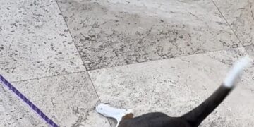 How Much Is That Gene-Edited Dog in the Window?