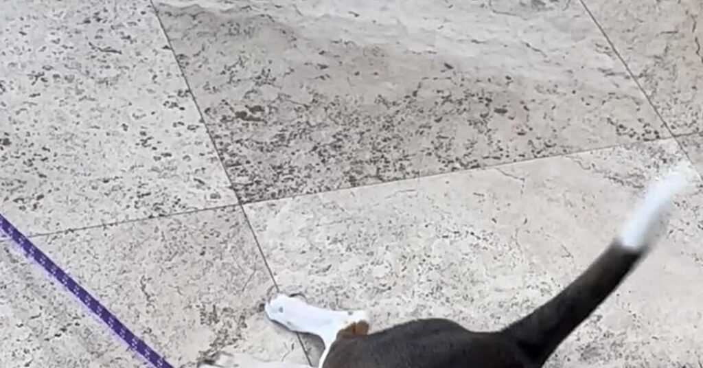 How Much Is That Gene-Edited Dog in the Window?
