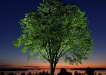 The disease that decimated American elms could help bring them back