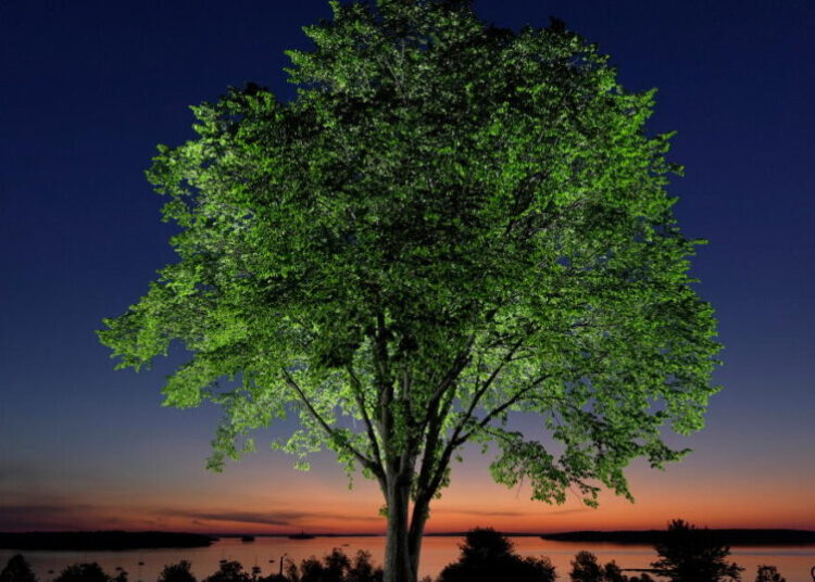The disease that decimated American elms could help bring them back