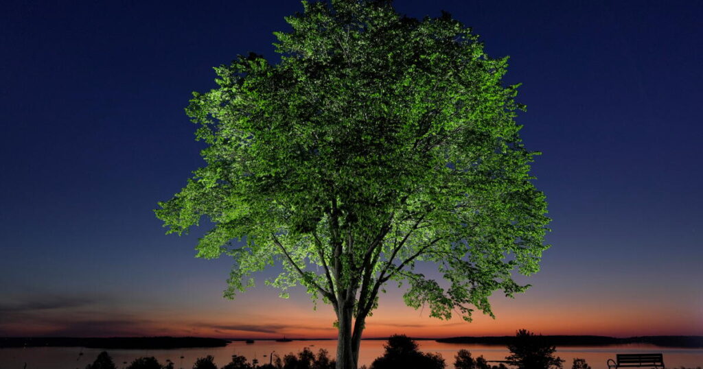 The disease that decimated American elms could help bring them back