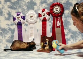 ‘Freakish Little Animals’: Ferret Owners Gather to Celebrate Their Charms
