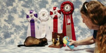 ‘Freakish Little Animals’: Ferret Owners Gather to Celebrate Their Charms