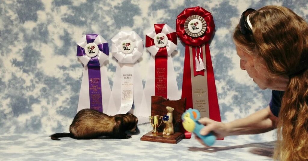 ‘Freakish Little Animals’: Ferret Owners Gather to Celebrate Their Charms