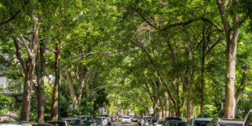 Climate: Saving Old Trees Might Save Lives