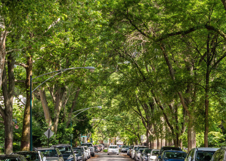 Climate: Saving Old Trees Might Save Lives