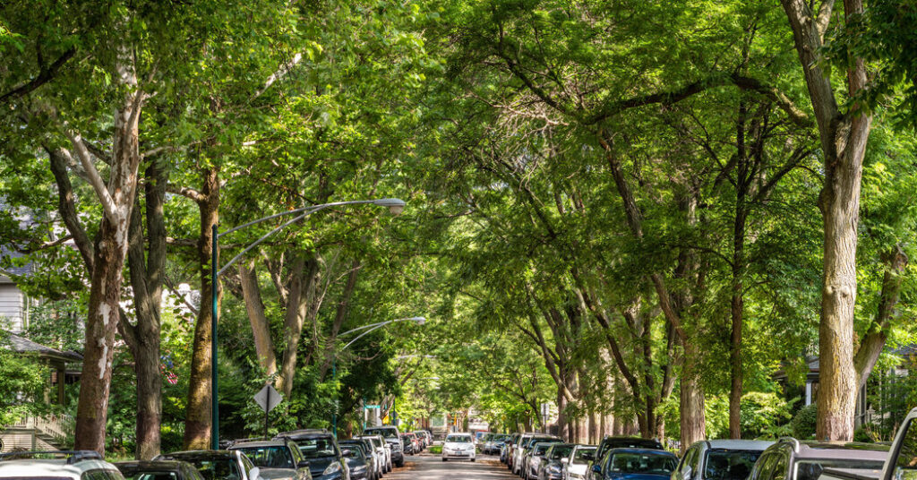 Climate: Saving Old Trees Might Save Lives