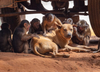 Humans Love Having Pets. Seems Like Some Other Primates Do, Too.
