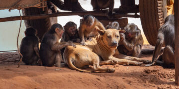Humans Love Having Pets. Seems Like Some Other Primates Do, Too.