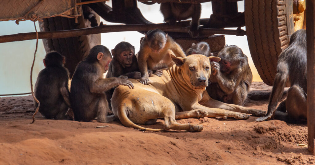 Humans Love Having Pets. Seems Like Some Other Primates Do, Too.