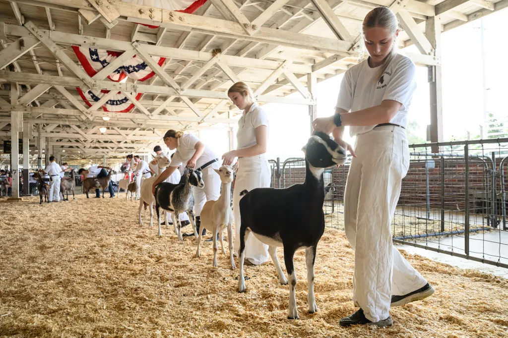 Young goat handlers await a judge's verdict in a competition at the Iowa State Fair.