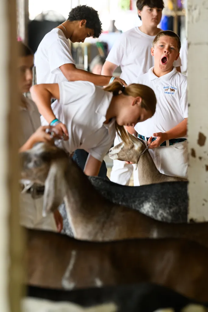 Young people handling goats at the Iowa State Fair.