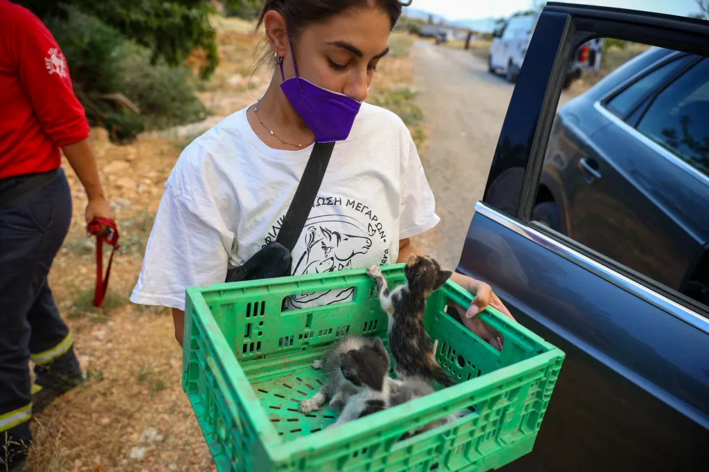 A volunteer carrying a green crate with two kittens inside next to a car as wildfires rage in Greece.