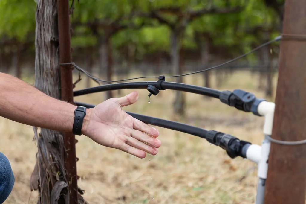 Jim Lincoln checks a grapevine drip emitter, letting water drip onto his open palm.
