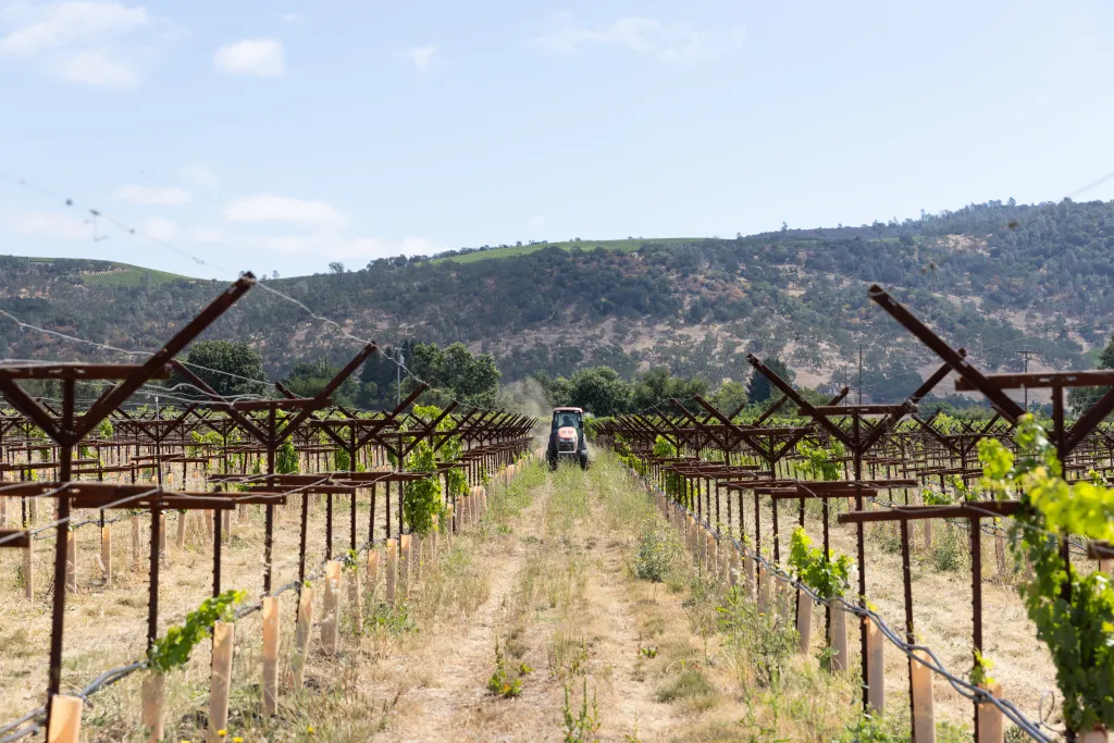 A red tractor working in rows of grapevines at Beckstoffer Vineyards in Napa Valley, California.