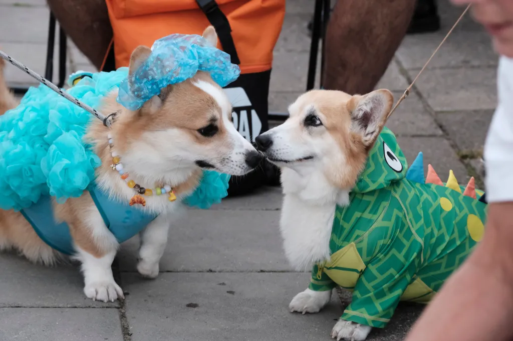 Two Corgis in costumes, one dressed as a fluffy blue cloud and the other as a green dinosaur, look at each other during a costume parade.