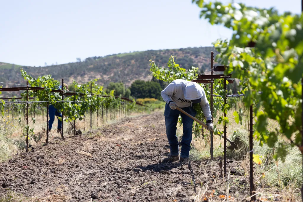 Two workers maintain grapevines in Napa Valley.