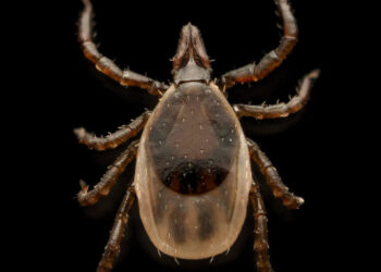 The Summer the Ticks Took Over