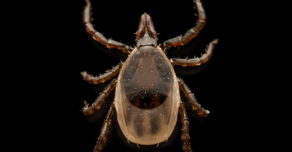 The Summer the Ticks Took Over