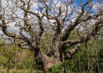 England’s Ancient Trees Are Dying in the Heat