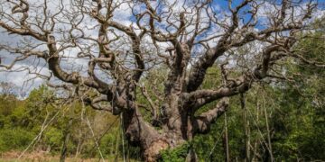 England’s Ancient Trees Are Dying in the Heat