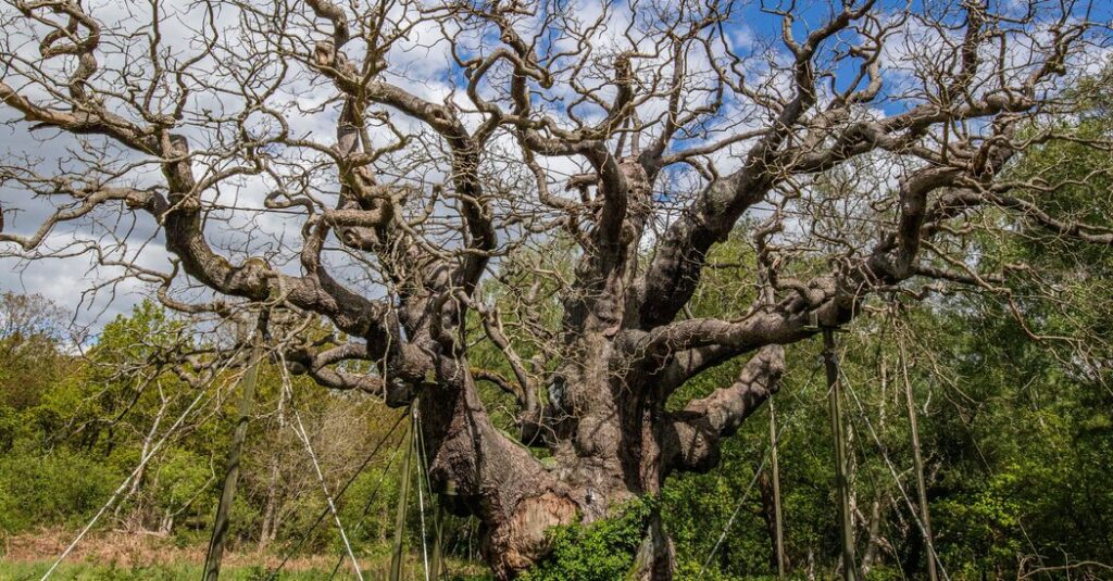 England’s Ancient Trees Are Dying in the Heat
