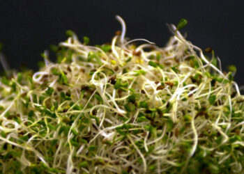 Alfalfa Sprouts Linked to Illnesses in 15 States, F.D.A. Says