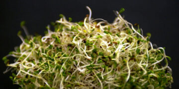 Alfalfa Sprouts Linked to Illnesses in 15 States, F.D.A. Says