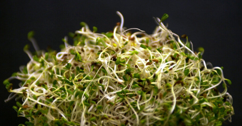 Alfalfa Sprouts Linked to Illnesses in 15 States, F.D.A. Says