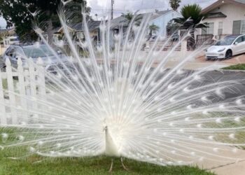 Officials Investigating Mail Carrier in Peacock Assault