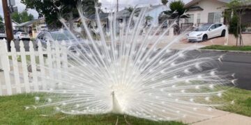 Officials Investigating Mail Carrier in Peacock Assault