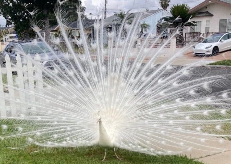 Officials Investigating Mail Carrier in Peacock Assault