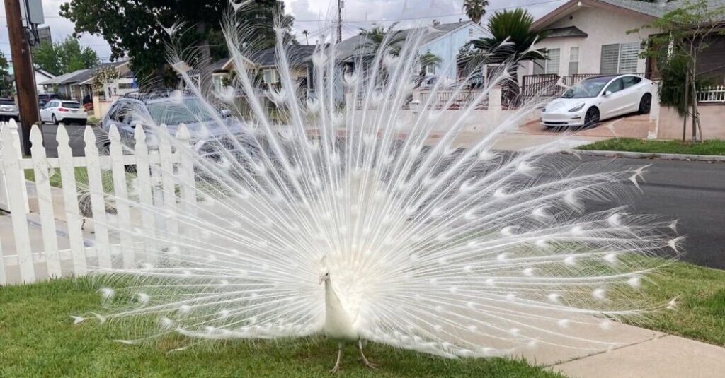Officials Investigating Mail Carrier in Peacock Assault
