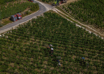 ‘We’ve Never Seen Anything Like It’: Early Harvest Rattles France’s Wine Industry