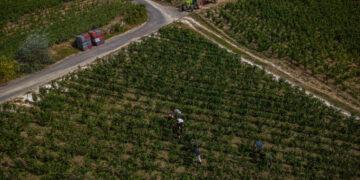‘We’ve Never Seen Anything Like It’: Early Harvest Rattles France’s Wine Industry