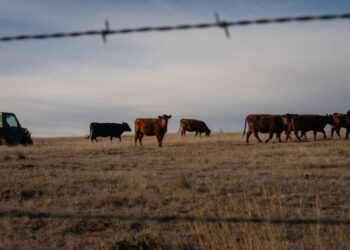 G.O.P. Lawmakers Rebuke Trump on Plan to Increase Beef Imports