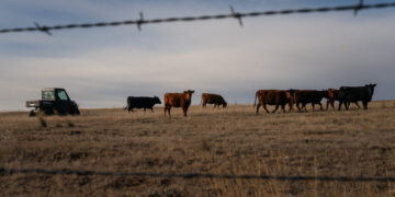 G.O.P. Lawmakers Rebuke Trump on Plan to Increase Beef Imports
