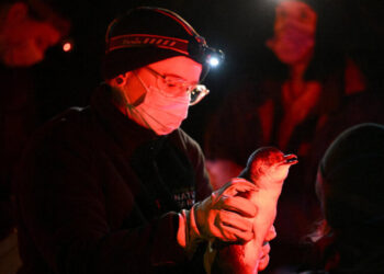 Mass Mortality and Infected Mammals: Australia’s Bird Flu Fears Come True
