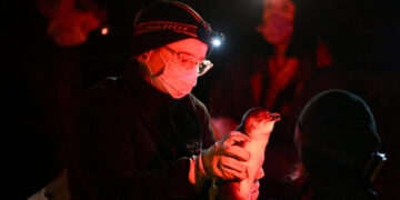 Mass Mortality and Infected Mammals: Australia’s Bird Flu Fears Come True