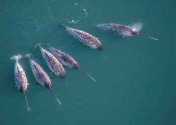 Narwhals Have Stunning Spiraled Tusks. That’s Not the Only Twist.