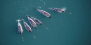 Narwhals Have Stunning Spiraled Tusks. That’s Not the Only Twist.