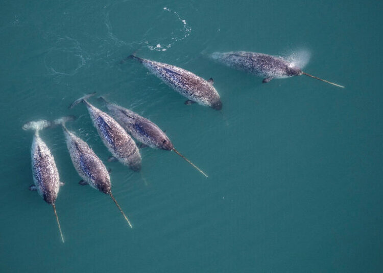 Narwhals Have Stunning Spiraled Tusks. That’s Not the Only Twist.