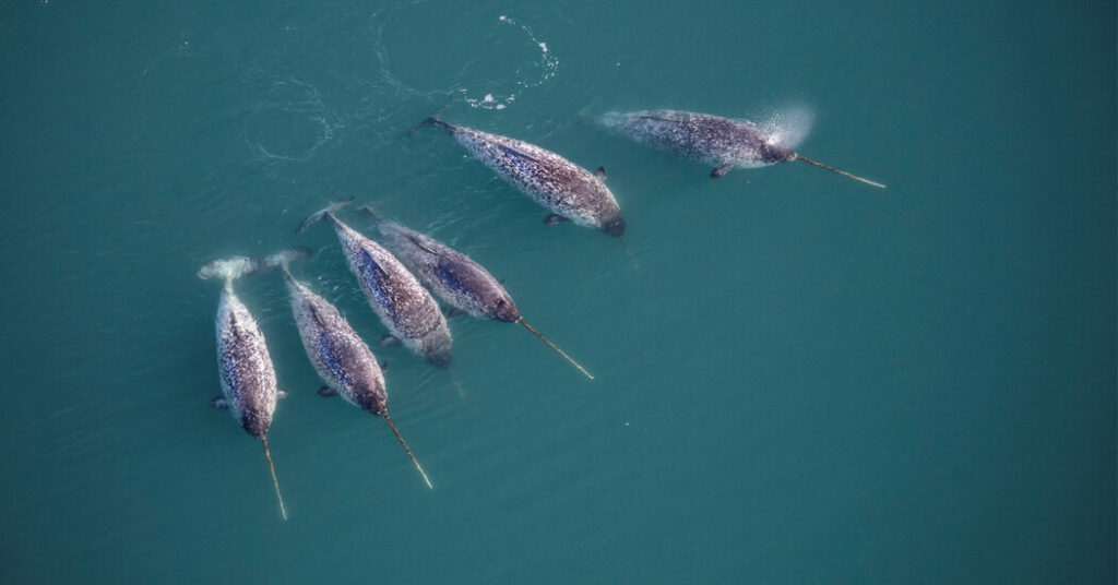 Narwhals Have Stunning Spiraled Tusks. That’s Not the Only Twist.