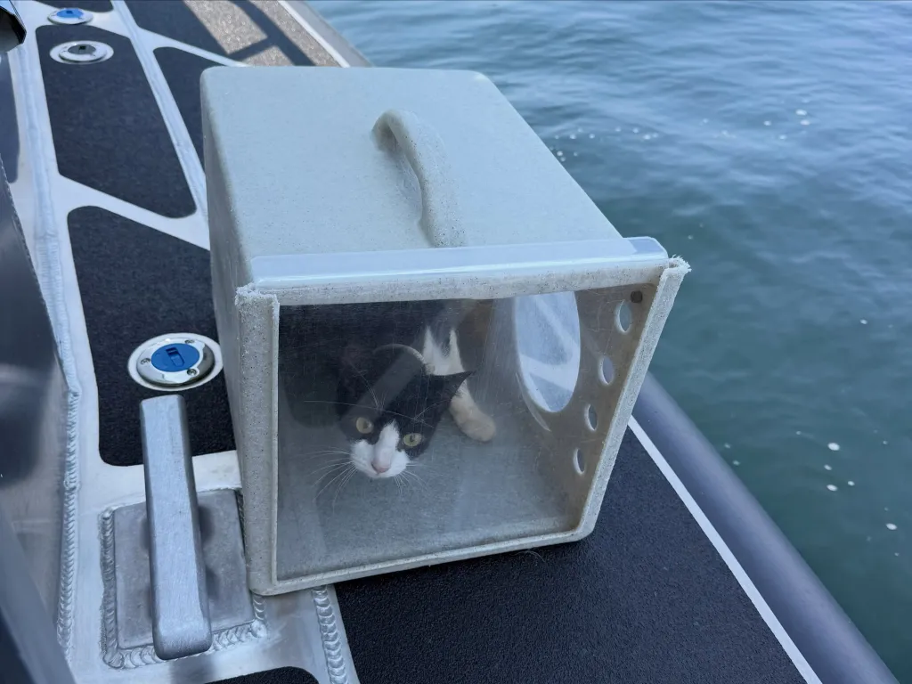 Black and white cat in a carrier on a boat after being rescued from an abandoned boat.