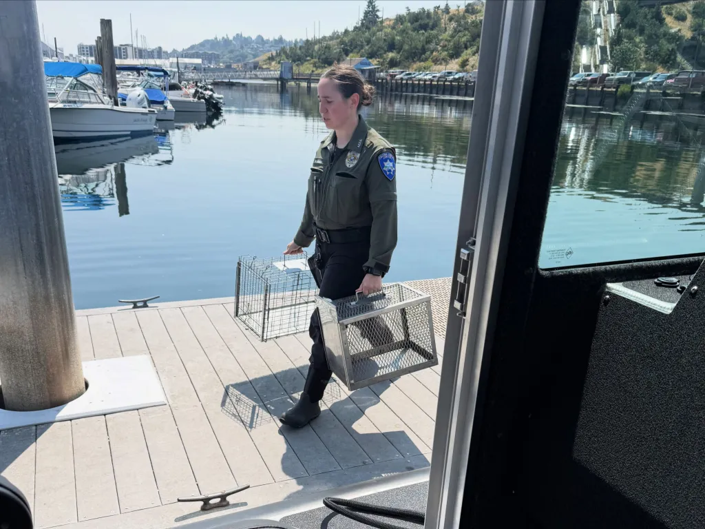 An animal control officer carries two cat traps off a boat at a dock.